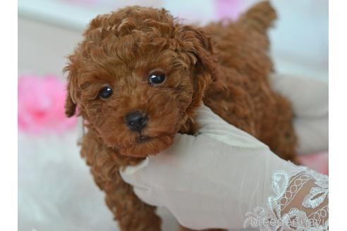 成約済の埼玉県のトイプードル-141056の3枚目